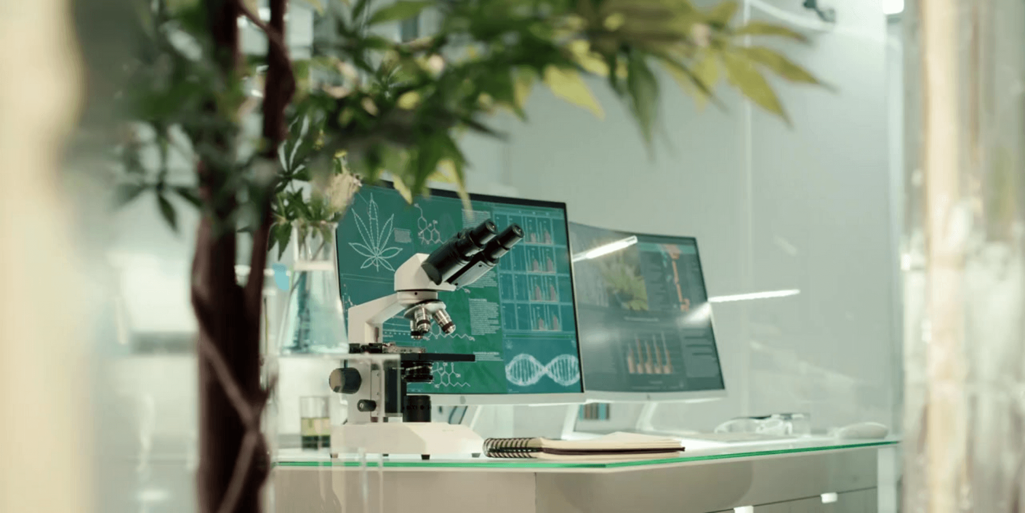 laboratory workspace featuring a microscope, computer screens with data, and a potted plant.